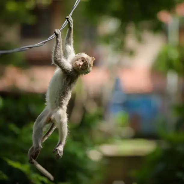 തൂങ്ങിക്കിടക്കുന്ന കുരങ്ങൻ